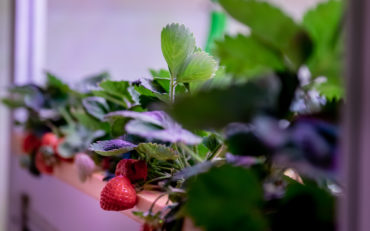 Strawberries grown pesticide free, year round for perfect fruit available all year.
