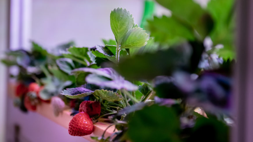 Strawberries grown pesticide free, year round for perfect fruit available all year.