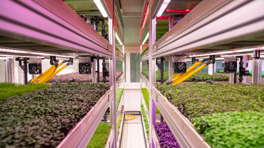 Various microgreens in the plant factory.