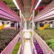 Various microgreens in the plant factory.